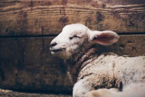 La photo de cet agneau rappelle le sacrifice d'Abraham.