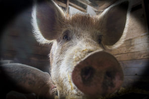 la photo de ce porc symbolise la déshumanisation des mécréants qui les expose au terrorisme islamique